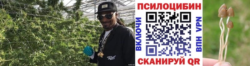 мориарти состав Дудинка Галлюциногенные грибы Psilocybine cubensis